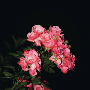 日韩毛片高清免费
